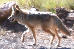Kojote - alles gieng viel zu schnell ....